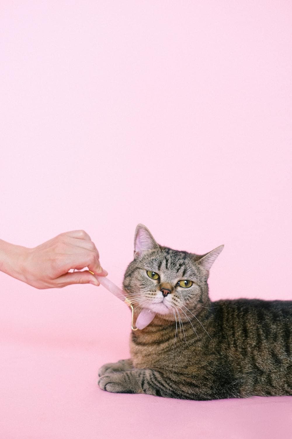 Cat being lovingly groomed — trusted pet care with Paawrent